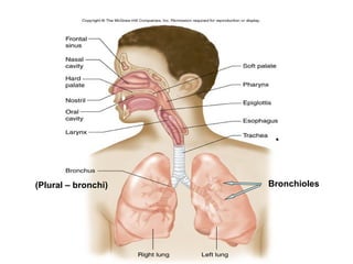 Bronchioles(Plural – bronchi)
 