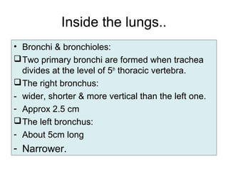 Inside the lungs..
• Bronchi & bronchioles:
Two primary bronchi are formed when trachea
divides at the level of 5th
thoracic vertebra.
The right bronchus:
- wider, shorter & more vertical than the left one.
- Approx 2.5 cm
The left bronchus:
- About 5cm long
- Narrower.
 