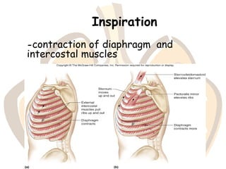 Inspiration
-contraction of diaphragm and
intercostal muscles
 
