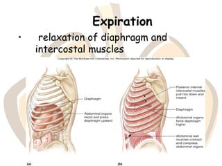 Expiration
• relaxation of diaphragm and
intercostal muscles
 