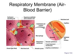 Respiratory Membrane (Air-
Blood Barrier)
Figure 13.6
 