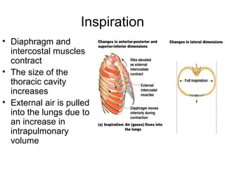 Inspiration
• Diaphragm and
intercostal muscles
contract
• The size of the
thoracic cavity
increases
• External air is pulled
into the lungs due to
an increase in
intrapulmonary
volume
 