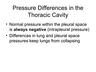 Pressure Differences in the
Thoracic Cavity
• Normal pressure within the pleural space
is always negative (intrapleural pressure)
• Differences in lung and pleural space
pressures keep lungs from collapsing
 