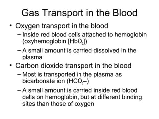 Gas Transport in the Blood
• Oxygen transport in the blood
– Inside red blood cells attached to hemoglobin
(oxyhemoglobin [HbO2])
– A small amount is carried dissolved in the
plasma
• Carbon dioxide transport in the blood
– Most is transported in the plasma as
bicarbonate ion (HCO3–)
– A small amount is carried inside red blood
cells on hemoglobin, but at different binding
sites than those of oxygen
 