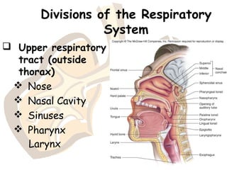 Divisions of the Respiratory
System
 Upper respiratory
tract (outside
thorax)
 Nose
 Nasal Cavity
 Sinuses
 Pharynx
Larynx
 