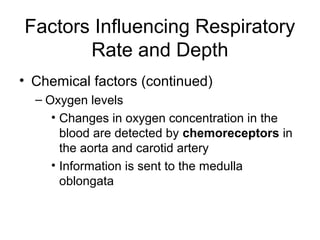 Factors Influencing Respiratory
Rate and Depth
• Chemical factors (continued)
– Oxygen levels
• Changes in oxygen concentration in the
blood are detected by chemoreceptors in
the aorta and carotid artery
• Information is sent to the medulla
oblongata
 