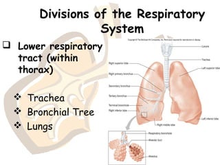 Divisions of the Respiratory
System
 Lower respiratory
tract (within
thorax)
 Trachea
 Bronchial Tree
 Lungs
 