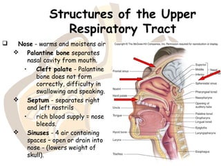 Structures of the Upper
Respiratory Tract
 Nose - warms and moistens air
 Palantine bone separates
nasal cavity from mouth.
• Cleft palate - Palantine
bone does not form
correctly, difficulty in
swallowing and speaking.
 Septum - separates right
and left nostrils
• rich blood supply = nose
bleeds.
 Sinuses - 4 air containing
spaces – open or drain into
nose - (lowers weight of
skull).
 