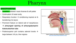 Respiratory System 1 (Upper Airway) - CB.pdf