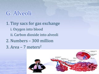 G. Alveoli
1. Tiny sacs for gas exchange
  i. Oxygen into blood
  ii. Carbon dioxide into alveoli
2. Numbers – 300 million
3. Area – 7 meters2
 