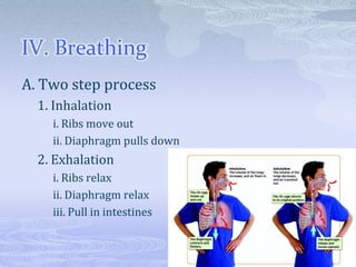 IV. Breathing
A. Two step process
  1. Inhalation
    i. Ribs move out
    ii. Diaphragm pulls down
  2. Exhalation
    i. Ribs relax
    ii. Diaphragm relax
    iii. Pull in intestines
 