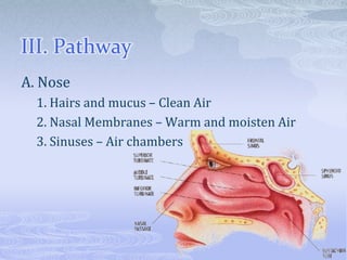 III. Pathway
A. Nose
  1. Hairs and mucus – Clean Air
  2. Nasal Membranes – Warm and moisten Air
  3. Sinuses – Air chambers
 