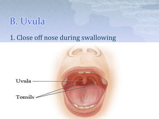 B. Uvula
1. Close off nose during swallowing
 