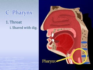 C. Pharynx
1. Throat
  i. Shared with dig.
 