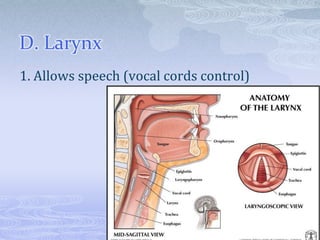 D. Larynx
1. Allows speech (vocal cords control)
 