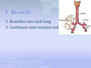 F. Bronchi
1. Branches into each lung
2. Continued until reached end
 