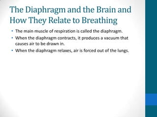 The Diaphragm and the Brain and
How They Relate to Breathing
• The main muscle of respiration is called the diaphragm.
• When the diaphragm contracts, it produces a vacuum that
  causes air to be drawn in.
• When the diaphragm relaxes, air is forced out of the lungs.
 