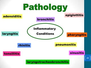 Pathology
adenoiditis                                epiglottitis
                         bronchitis


                        Inflammatory
laryngitis               Conditions         pharyngitis


             rhinitis                 pneumonitis


 tonsillitis                                  sinusitis
                                                          20
                  laryngotracheobronchitis
 