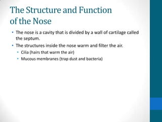 The Structure and Function
of the Nose
• The nose is a cavity that is divided by a wall of cartilage called
  the septum.
• The structures inside the nose warm and filter the air.
  • Cilia (hairs that warm the air)
  • Mucous membranes (trap dust and bacteria)
 