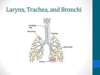 Larynx, Trachea, and Bronchi
 
