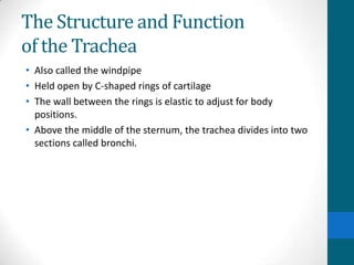 The Structure and Function
of the Trachea
• Also called the windpipe
• Held open by C-shaped rings of cartilage
• The wall between the rings is elastic to adjust for body
  positions.
• Above the middle of the sternum, the trachea divides into two
  sections called bronchi.
 