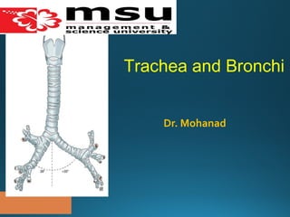 Trachea and Bronchi
Dr. Mohanad
 