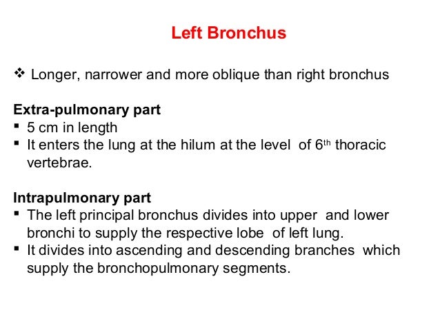 Trachea