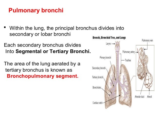 Trachea
