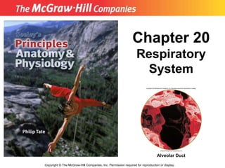 Copyright  ©  The McGraw-Hill Companies, Inc. Permission required for reproduction or display. Chapter 20 Respiratory System Alveolar Duct 