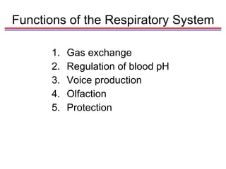 Functions of the Respiratory System Gas exchange Regulation of blood pH Voice production Olfaction Protection 