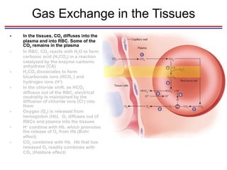 Gas Exchange in the Tissues In the tissues, CO 2  diffuses into the plasma and into RBC. Some of the CO 2  remains in the plasma In RBC, CO 2  reacts with H 2 O to form carbonic acid (H 2 CO 3 ) in a reaction catalyzed by the enzyme carbonic anhydrase (CA) H 2 CO 3  dissociates to form bicarbonate ions (HCO 3 - ) and hydrogen ions (H + ) In the chloride shift, as HCO 3 -  diffuses out of the RBC, electrical neutrality is maintained by the diffusion of chloride ions (Cl - ) into them Oxygen (O 2 ) is released from hemoglobin (Hb).  O 2  diffuses out of RBCs and plasma into the tissues H +  combine with Hb, which promotes the release of O 2  from Hb (Bohr effect) CO 2  combines with Hb.  Hb that has released O 2  readily combines with CO 2  (Haldane effect) 