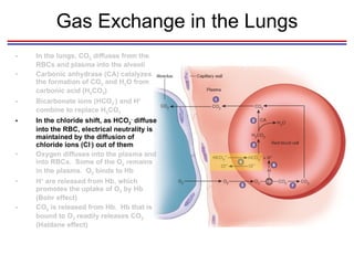 Gas Exchange in the Lungs In the lungs, CO 2  diffuses from the RBCs and plasma into the alveoli Carbonic anhydrase (CA) catalyzes the formation of CO 2  and H 2 O from carbonic acid (H 2 CO 3 ) Bicarbonate ions (HCO 3 - ) and H +  combine to replace H 2 CO 3  In the chloride shift, as HCO 3 -  diffuse into the RBC, electrical neutrality is maintained by the diffusion of chloride ions (Cl - ) out of them Oxygen diffuses into the plasma and into RBCs.  Some of the O 2  remains in the plasma.  O 2  binds to Hb H +  are released from Hb, which promotes the uptake of O 2  by Hb (Bohr effect) CO 2  is released from Hb.  Hb that is bound to O 2  readily releases CO 2  (Haldane effect) 