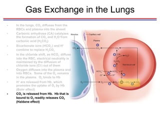 Gas Exchange in the Lungs In the lungs, CO 2  diffuses from the RBCs and plasma into the alveoli Carbonic anhydrase (CA) catalyzes the formation of CO 2  and H 2 O from carbonic acid (H 2 CO 3 ) Bicarbonate ions (HCO 3 - ) and H +  combine to replace H 2 CO 3  In the chloride shift, as HCO 3 -  diffuse into the RBC, electrical neutrality is maintained by the diffusion of chloride ions (Cl - ) out of them Oxygen diffuses into the plasma and into RBCs.  Some of the O 2  remains in the plasma.  O 2  binds to Hb H +  are released from Hb, which promotes the uptake of O 2  by Hb (Bohr effect) CO 2  is released from Hb.  Hb that is bound to O 2  readily releases CO 2  (Haldane effect) 