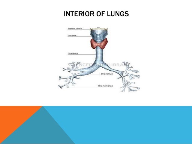 Respiratory system