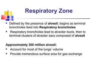 Respiratory Zone
 Defined by the presence of alveoli; begins as terminal
bronchioles feed into Respiratory bronchioles
 Respiratory bronchioles lead to alveolar ducts, then to
terminal clusters of alveolar sacs composed of alveoli
Approximately 300 million alveoli:
 Account for most of the lungs’ volume
 Provide tremendous surface area for gas exchange
 