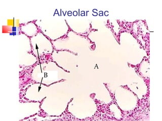 Alveolar Sac
 