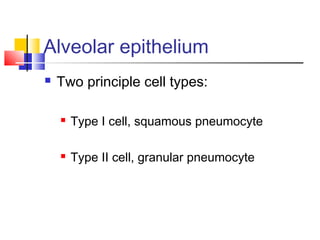 Alveolar epithelium
 Two principle cell types:
 Type I cell, squamous pneumocyte
 Type II cell, granular pneumocyte
 