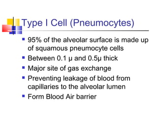 Type I Cell (Pneumocytes)
 95% of the alveolar surface is made up
of squamous pneumocyte cells
 Between 0.1 µ and 0.5µ thick
 Major site of gas exchange
 Preventing leakage of blood from
capillaries to the alveolar lumen
 Form Blood Air barrier
 