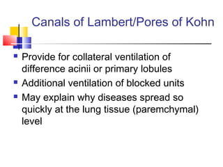 Canals of Lambert/Pores of Kohn
 Provide for collateral ventilation of
difference acinii or primary lobules
 Additional ventilation of blocked units
 May explain why diseases spread so
quickly at the lung tissue (paremchymal)
level
 