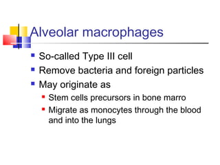 Alveolar macrophages
 So-called Type III cell
 Remove bacteria and foreign particles
 May originate as
 Stem cells precursors in bone marro
 Migrate as monocytes through the blood
and into the lungs
 