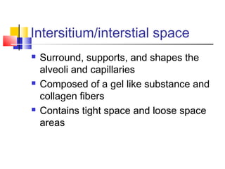 Intersitium/interstial space
 Surround, supports, and shapes the
alveoli and capillaries
 Composed of a gel like substance and
collagen fibers
 Contains tight space and loose space
areas
 