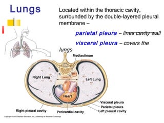 Lungs Located within the thoracic cavity,
surrounded by the double-layered pleural
membrane –
parietal pleura – lines cavity wall
visceral pleura – covers the
lungs
 