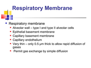 Respiratory Membrane
 Respiratory membrane
 Alveolar wall – type I and type II alveolar cells
 Epithelial basement membrane
 Capillary basement membrane
 Capillary endothelium
 Very thin – only 0.5 µm thick to allow rapid diffusion of
gases
 Permit gas exchange by simple diffusion
 