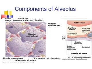 Components of Alveolus
 