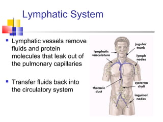 Lymphatic System
 Lymphatic vessels remove
fluids and protein
molecules that leak out of
the pulmonary capillaries
 Transfer fluids back into
the circulatory system
 