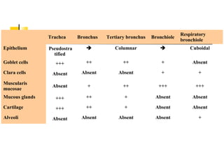   Trachea Bronchus  Tertiary bronchus  Bronchiole 
Respiratory 
bronchiole 
Epithelium  Pseudostra
tified 
  Columnar    Cuboidal 
Goblet cells  +++  ++  ++  +  Absent 
Clara cells  Absent  Absent  Absent  +  + 
Muscularis 
mucosae 
Absent  +  ++  +++  +++ 
Mucous glands  +++  ++  +  Absent  Absent 
Cartilage  +++  ++  +  Absent  Absent 
Alveoli  Absent  Absent  Absent  Absent  + 
 