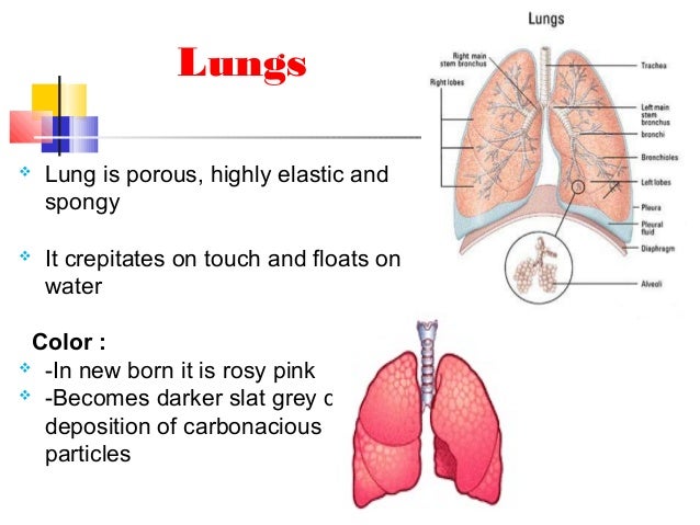 Basic Pulmonary anatomy