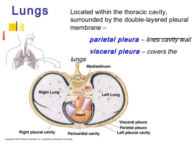 Basic Pulmonary anatomy