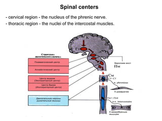 Spinal centers
- cervical region - the nucleus of the phrenic nerve.
- thoracic region - the nuclei of the intercostal muscles.
 