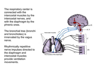 The respiratory center is
connected with the
intercostal muscles by the
intercostal nerves, and
with the diaphragm by the
phrenic ones.
The bronchial tree (bronchi
and bronchioles) is
innervated by the vagus
nerve.
Rhythmically repetitive
nerve impulses directed to
the diaphragm and
intercostal muscles
provide ventilation
movements.
 